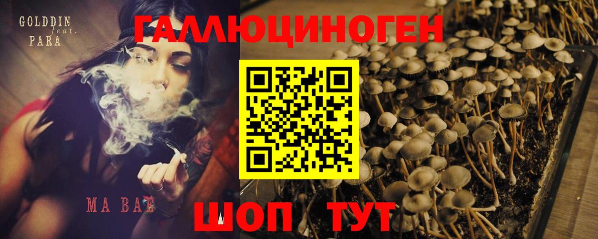 Галлюциногенные грибы Cubensis Лесной